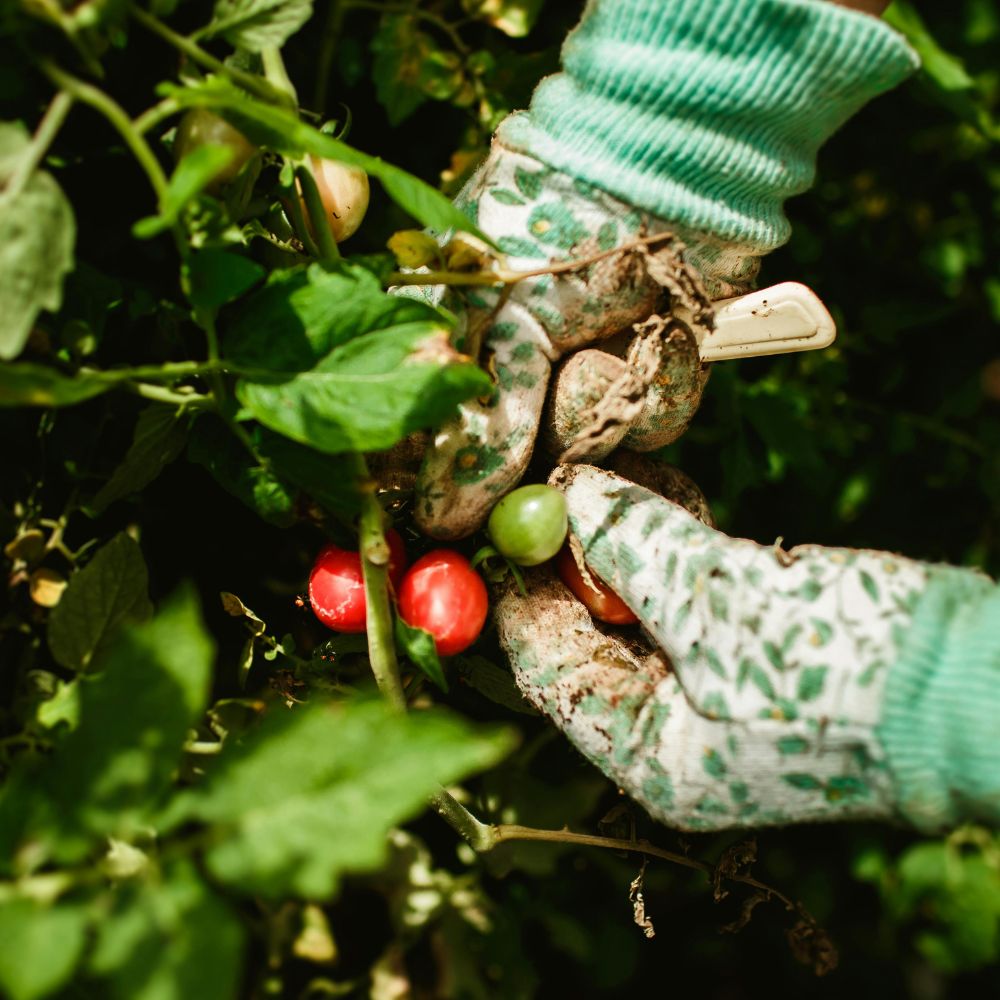 Person wearing gardening gloves picking tomatoes in a garden